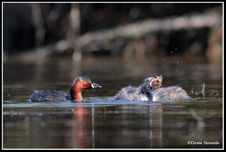 Grèbe castagneux nourrissant  ses poussins Jeune grèbe castagneux avalant un poisson que vient de pêcher un parent